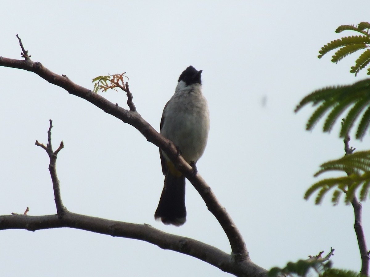Sooty-headed Bulbul - ML644029463