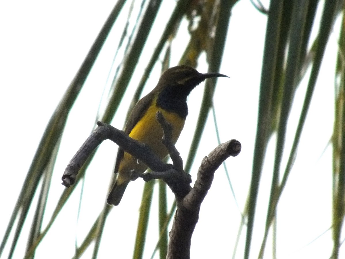 Sahul Sunbird - ML644029471