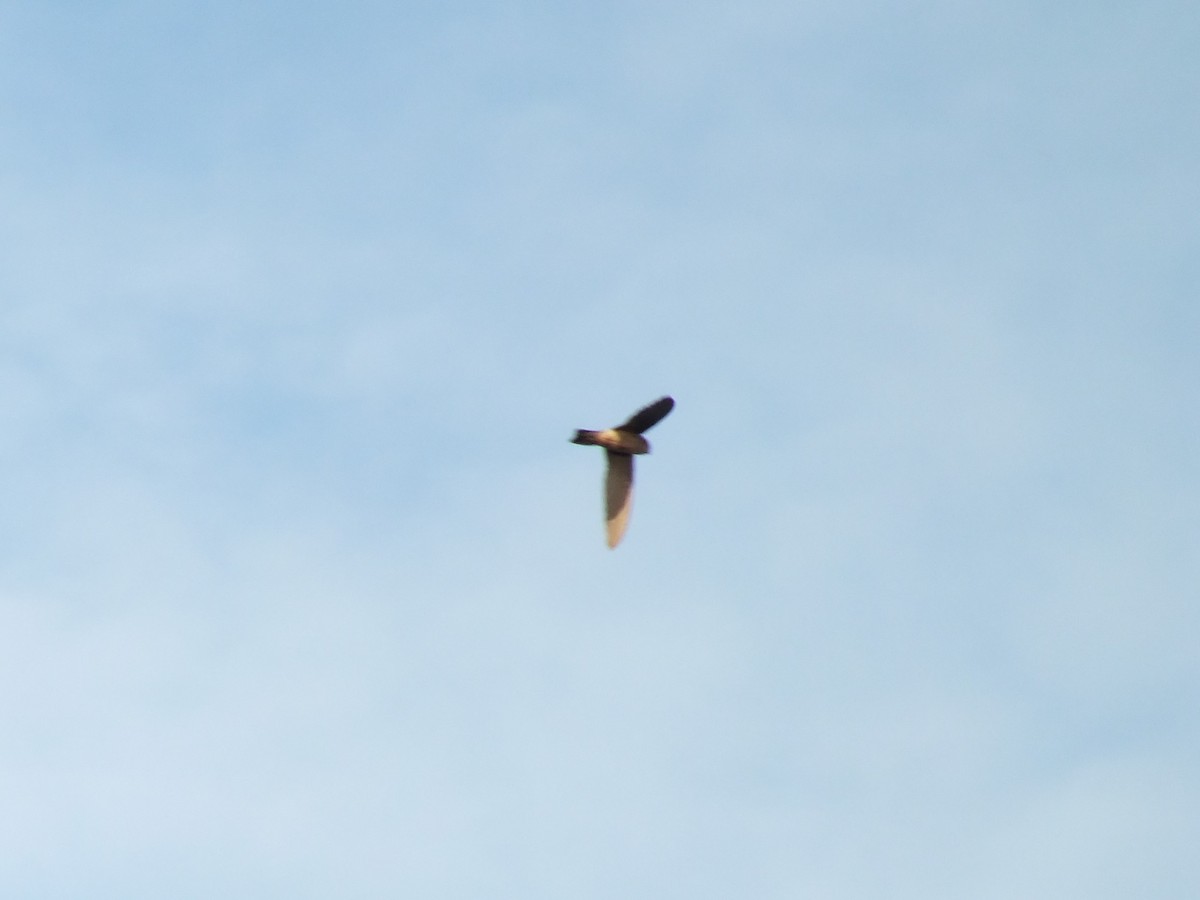 Moluccan Swiftlet - ML644029475