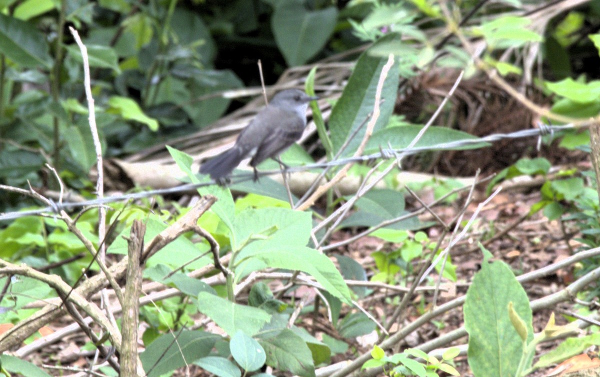 Sooty Tyrannulet - ML644029485