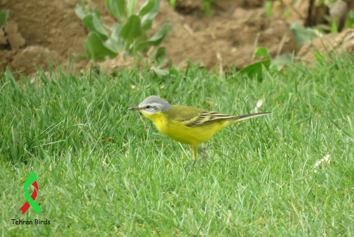 konipas luční (ssp. flava/beema) - ML644029488