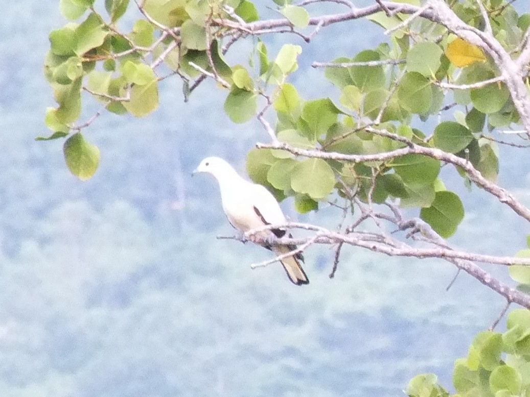 Pied Imperial-Pigeon - ML644029490