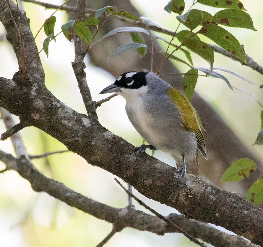 Black-crowned Palm-Tanager - ML644029512