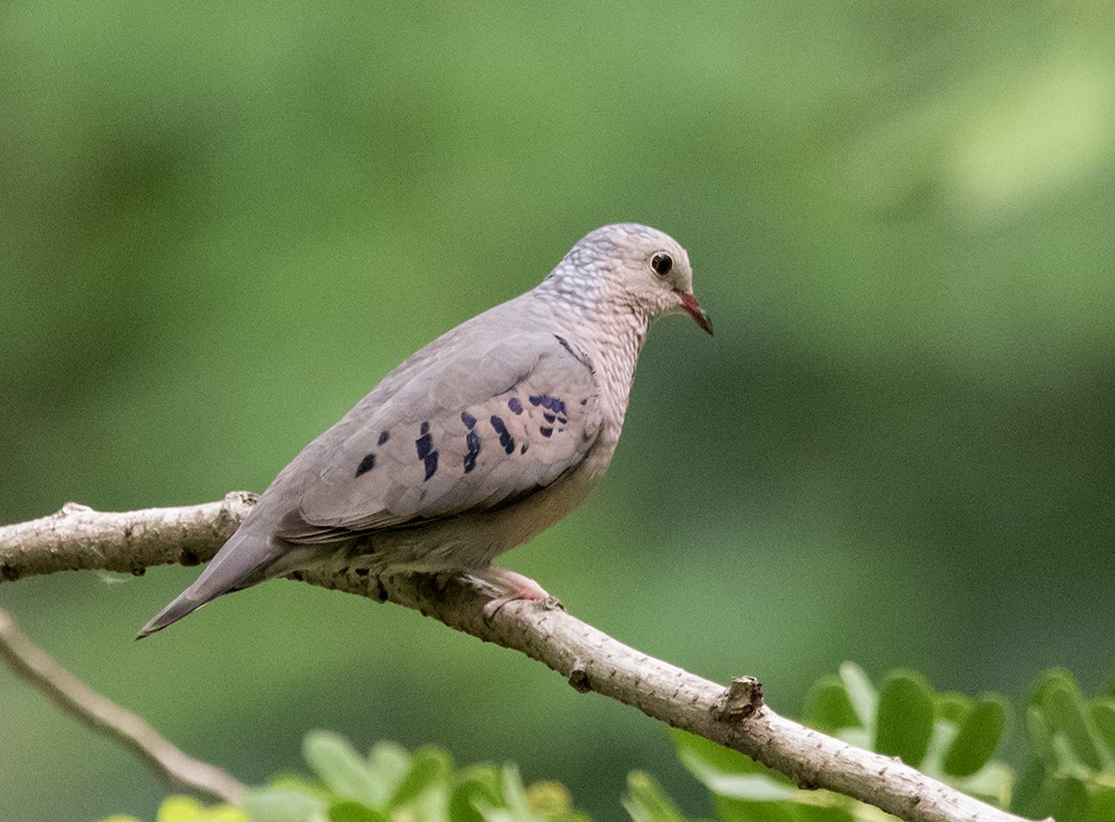 Common Ground Dove - ML644029525