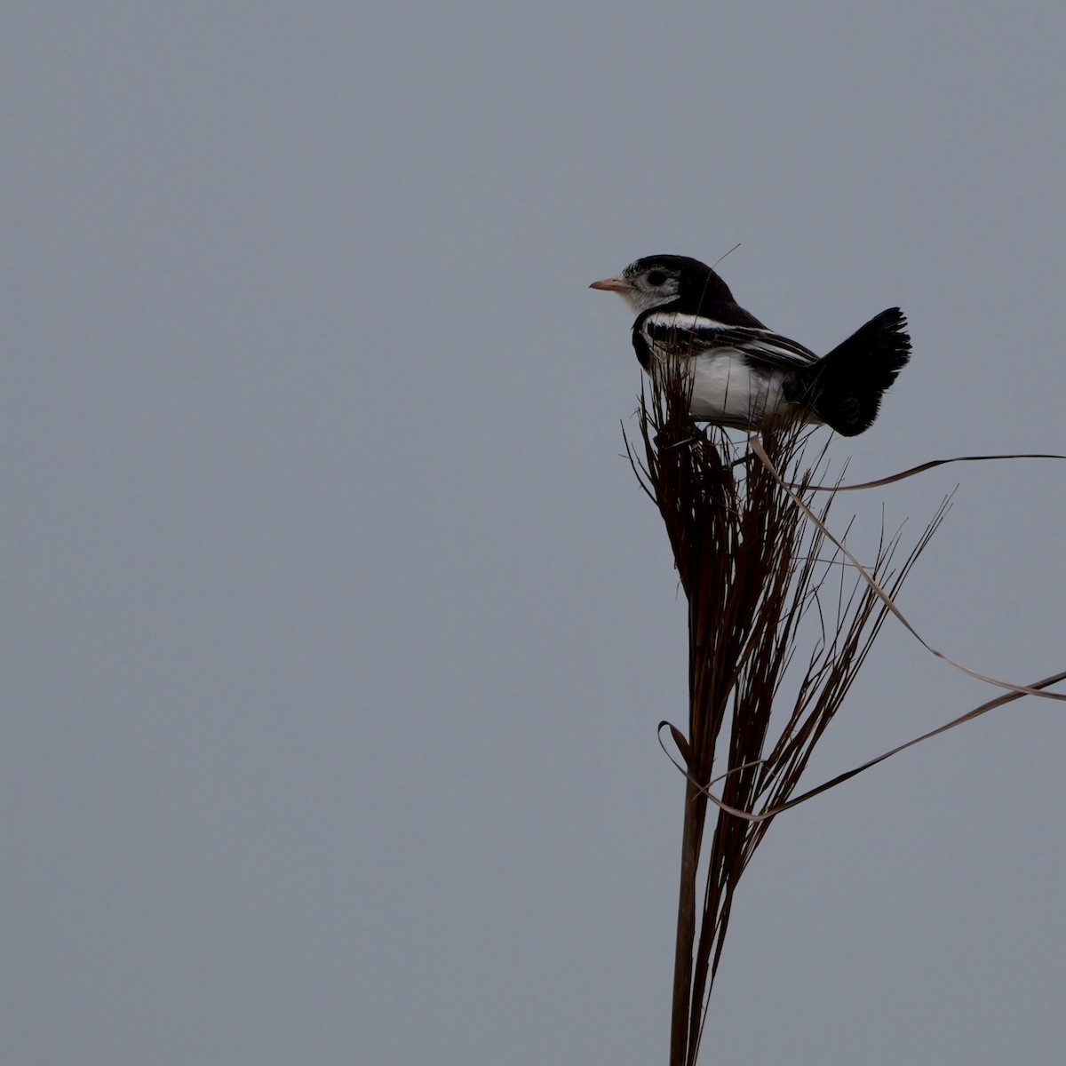Cock-tailed Tyrant - ML644029550