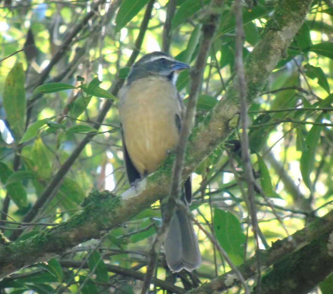 Green-winged Saltator - ML644029554