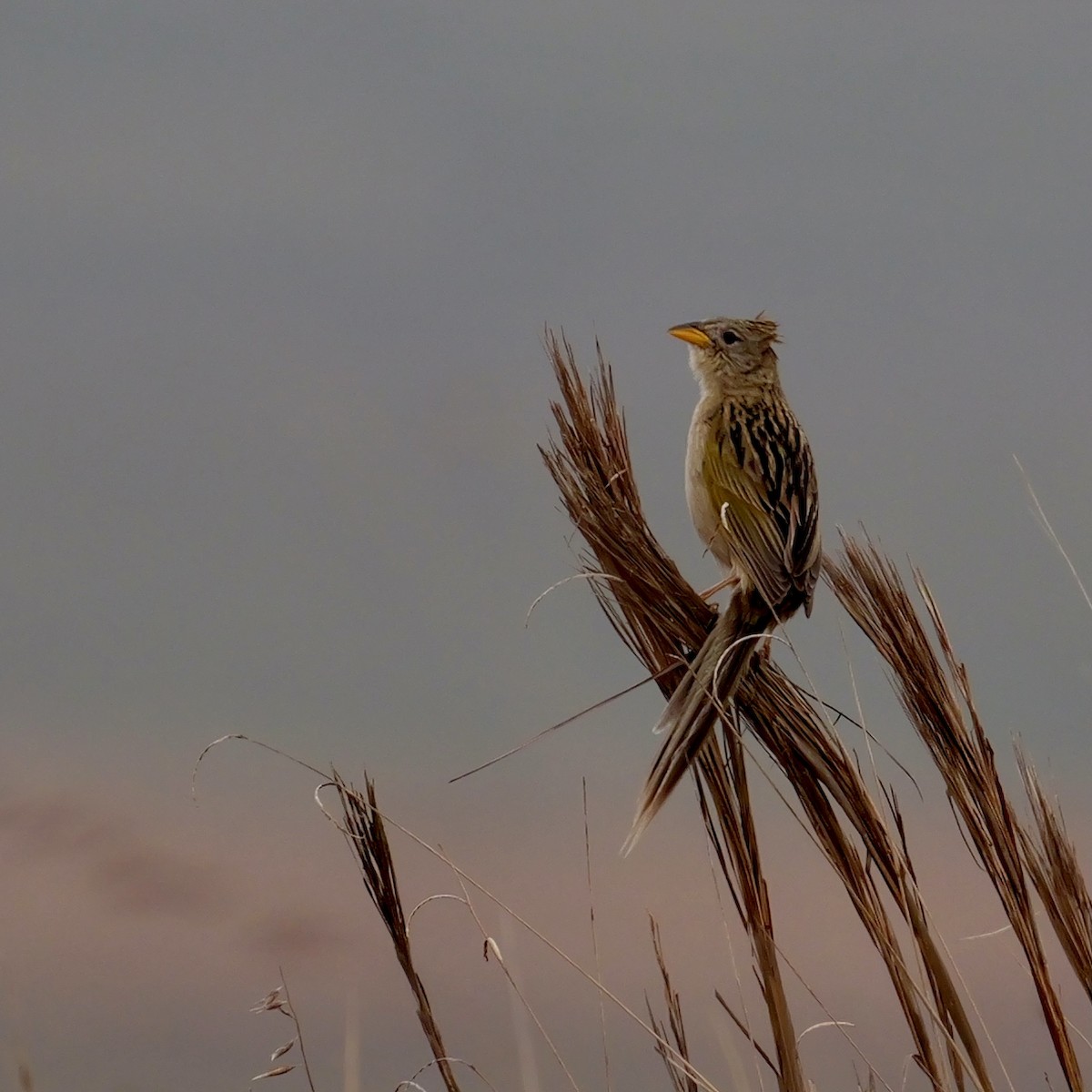 Wedge-tailed Grass-Finch - ML644029568