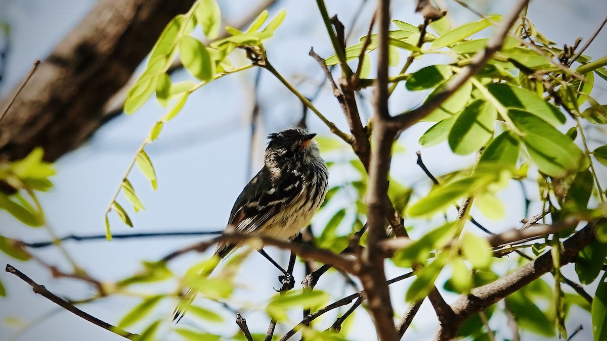 Yellow-billed Tit-Tyrant - ML644029576