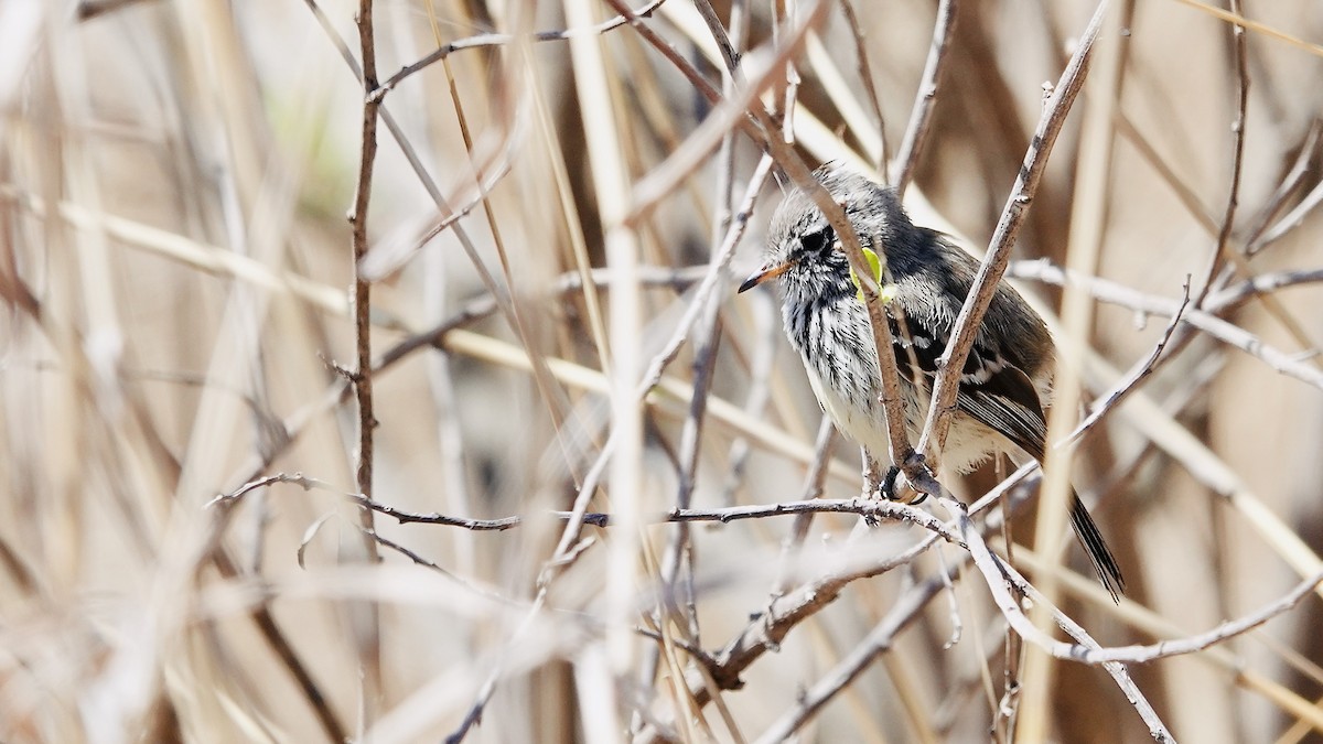 Yellow-billed Tit-Tyrant - ML644029578