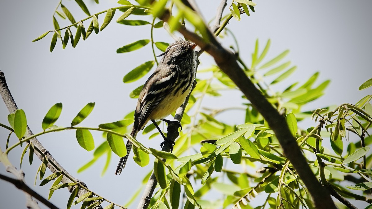 Yellow-billed Tit-Tyrant - ML644029579