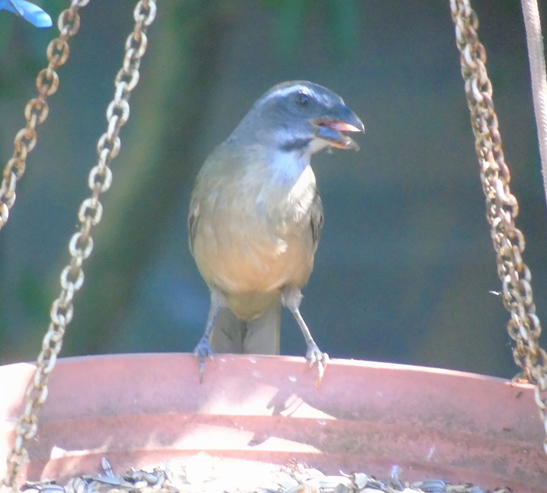 Green-winged Saltator - ML644029594