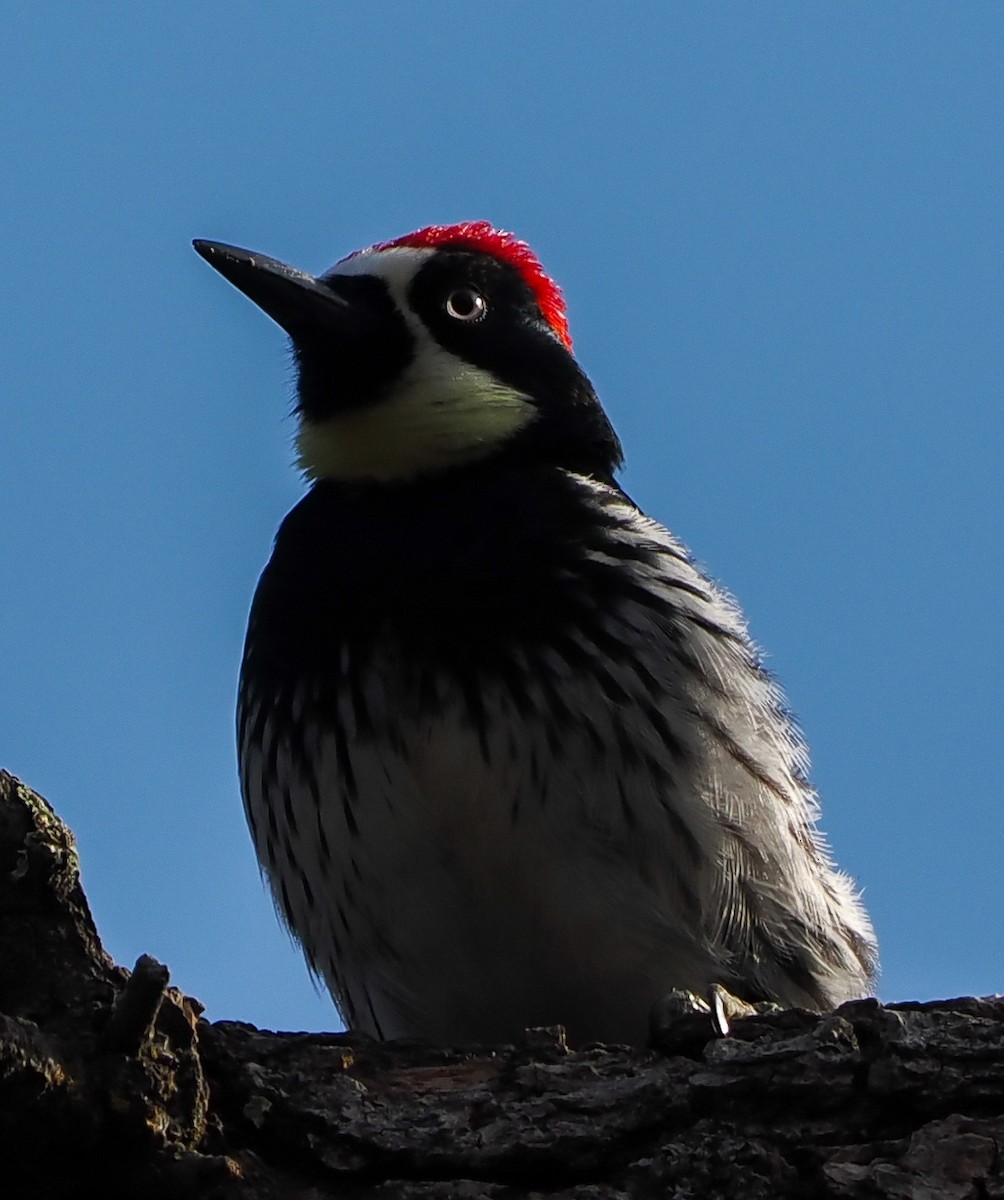 Acorn Woodpecker - ML644029602