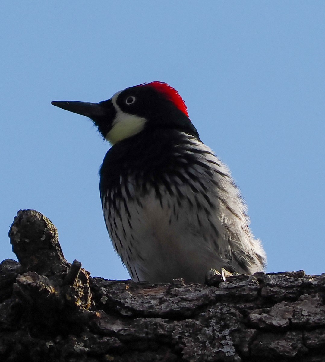 Acorn Woodpecker - ML644029605