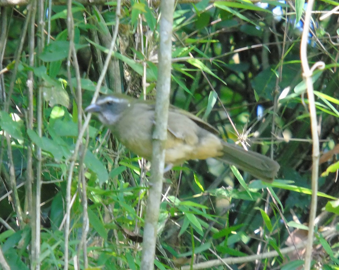 Green-winged Saltator - ML644029628