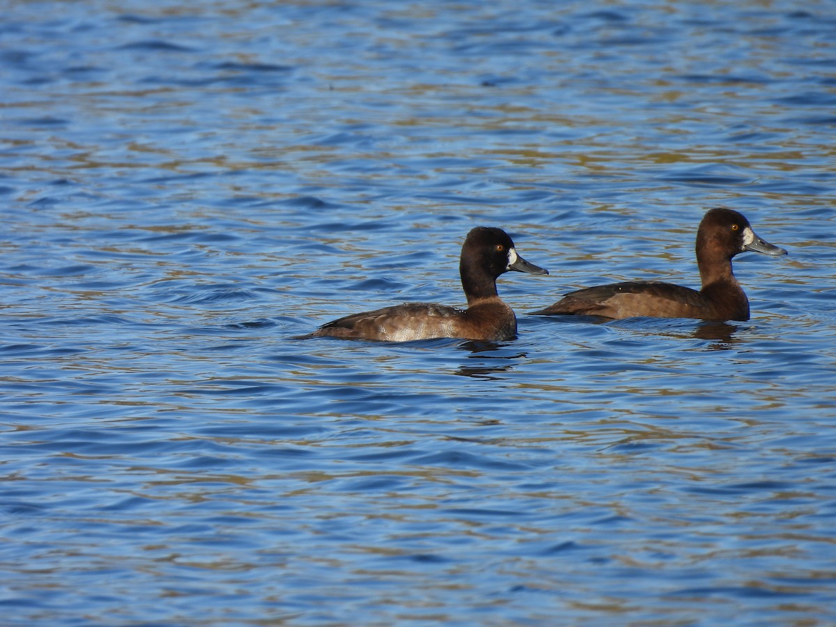 Lesser Scaup - ML644029642