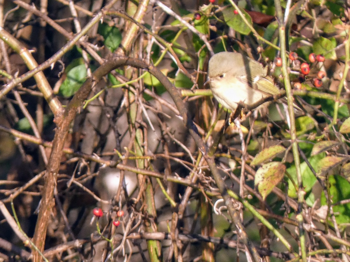 Ruby-crowned Kinglet - ML644029651
