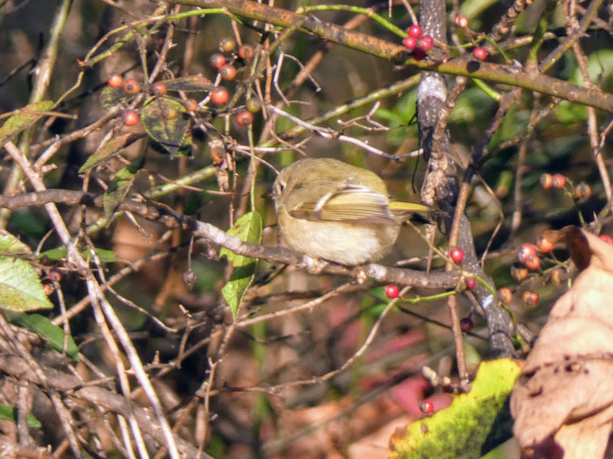 Ruby-crowned Kinglet - ML644029652