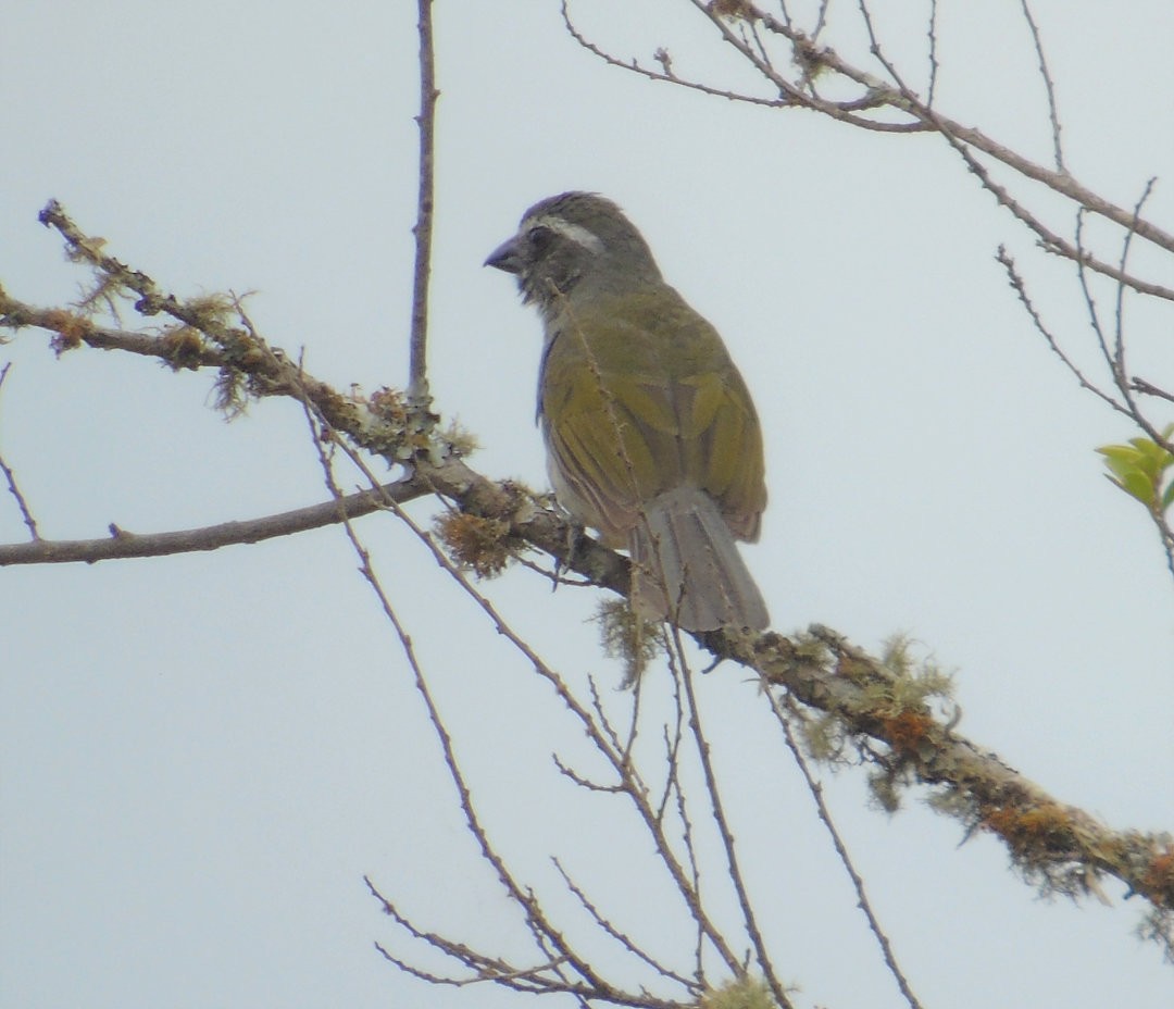 Green-winged Saltator - ML644029658