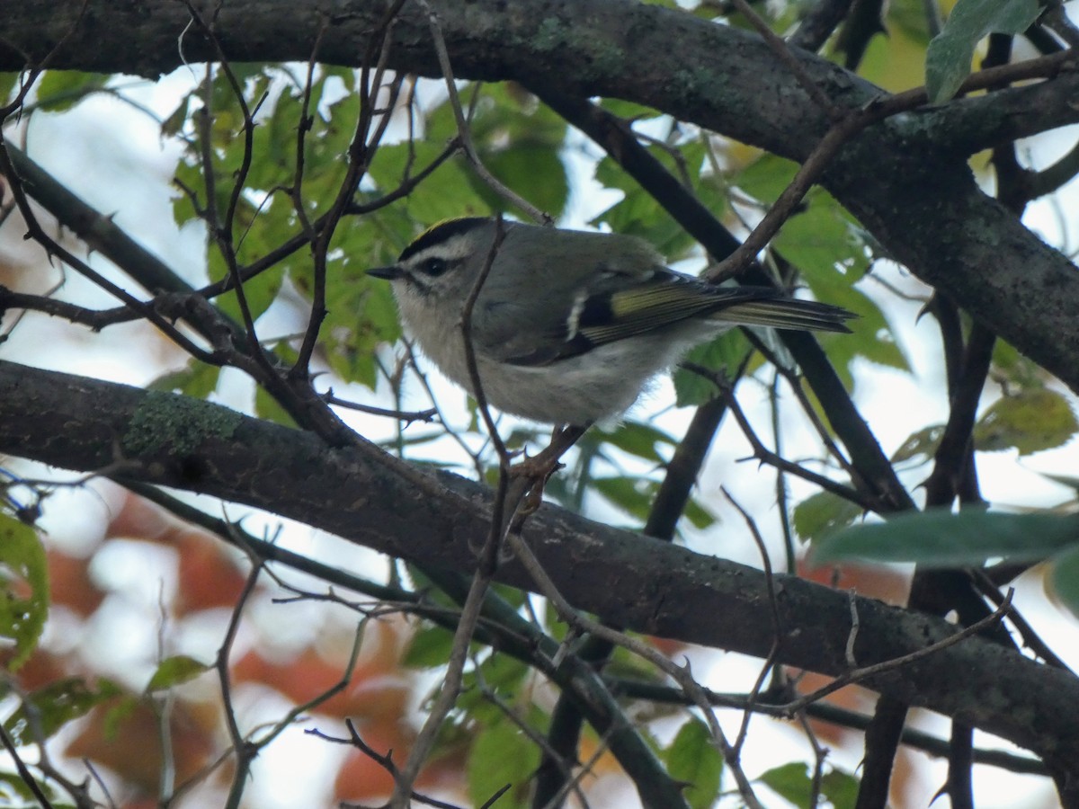 Golden-crowned Kinglet - ML644029660