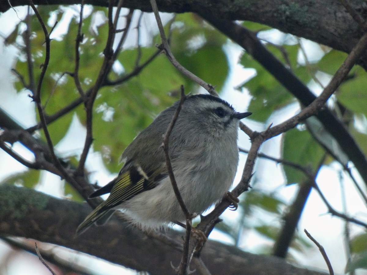 Golden-crowned Kinglet - ML644029661