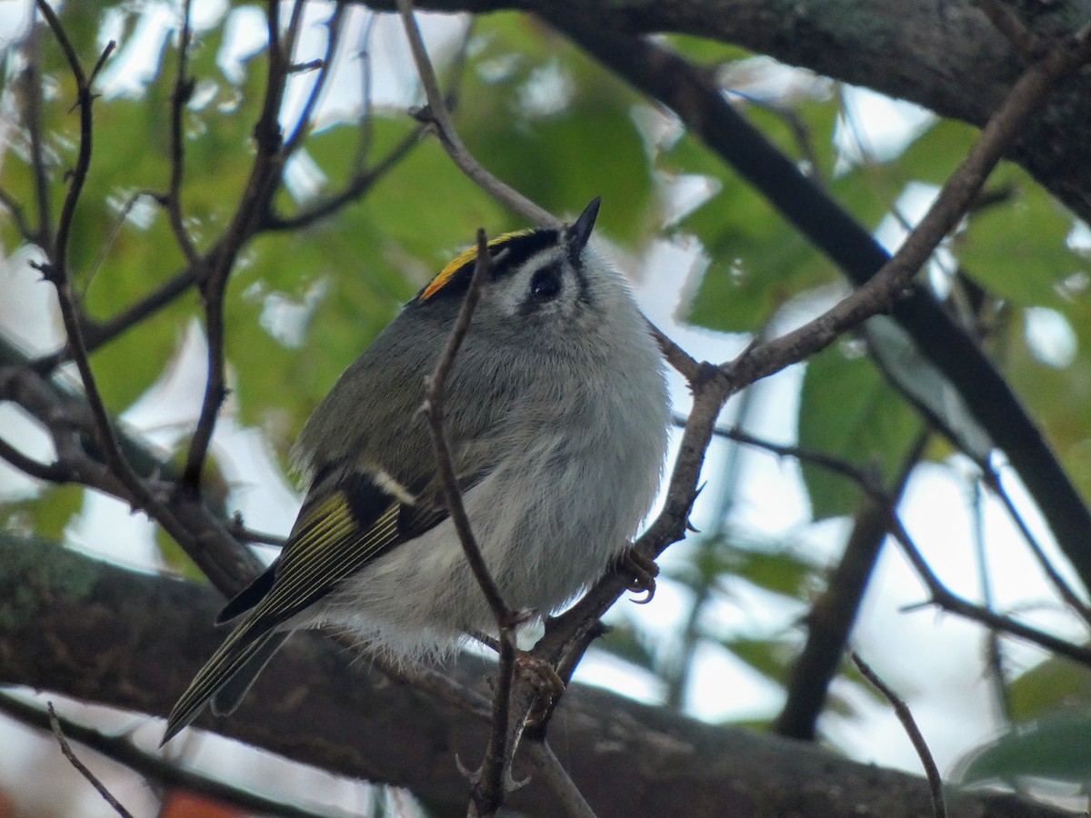 Golden-crowned Kinglet - ML644029662