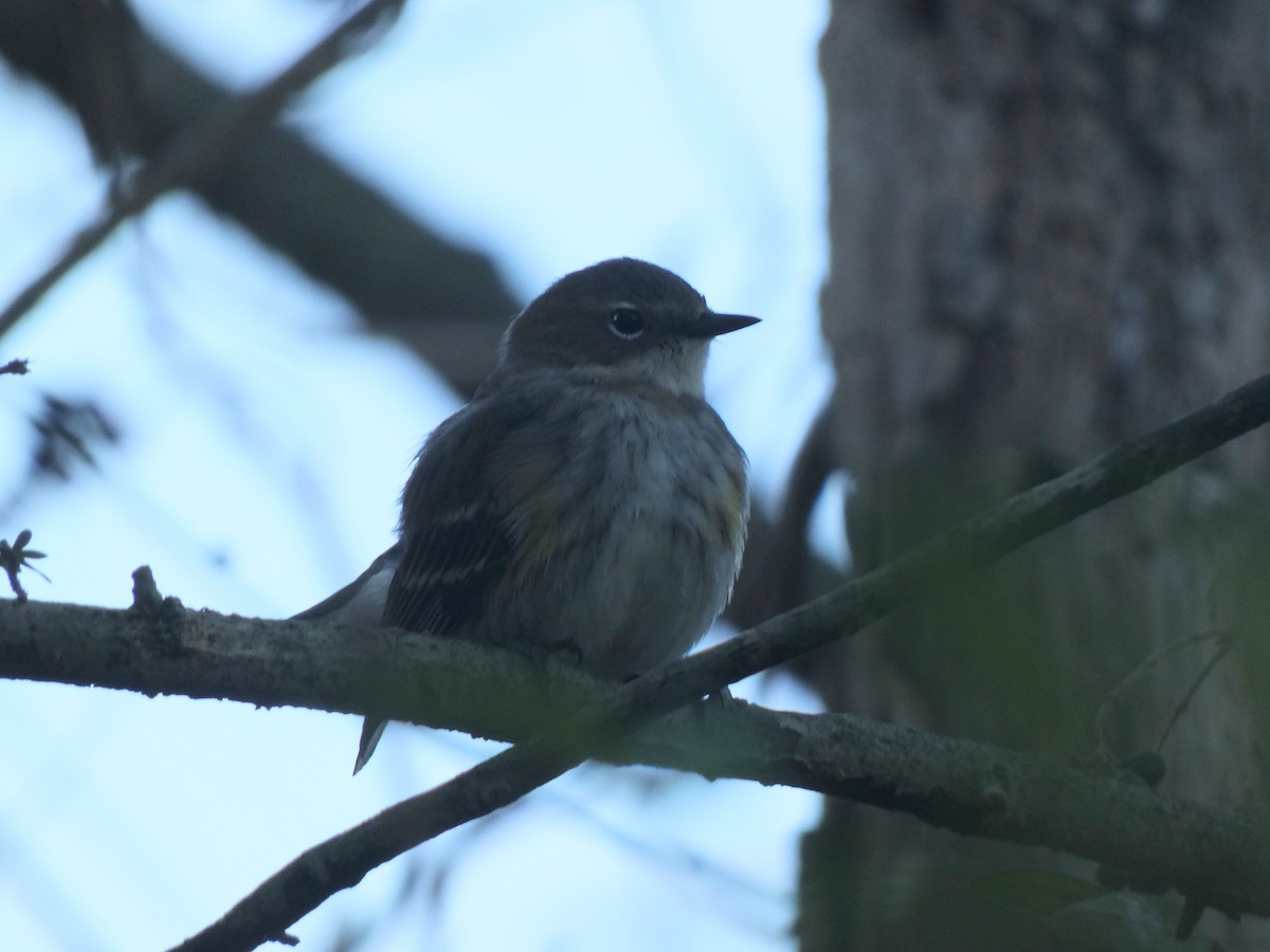 Yellow-rumped Warbler - ML644029675