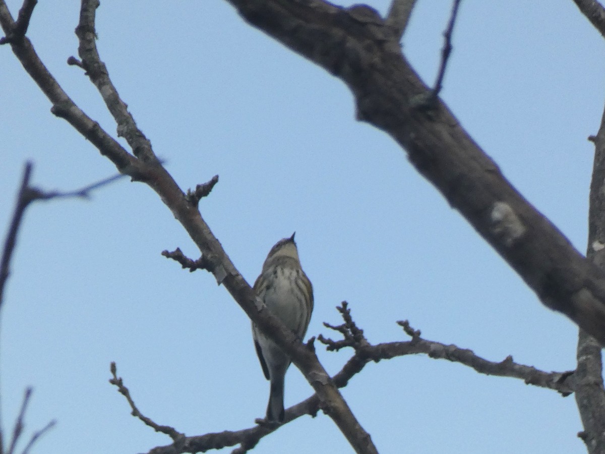 Yellow-rumped Warbler - ML644029676