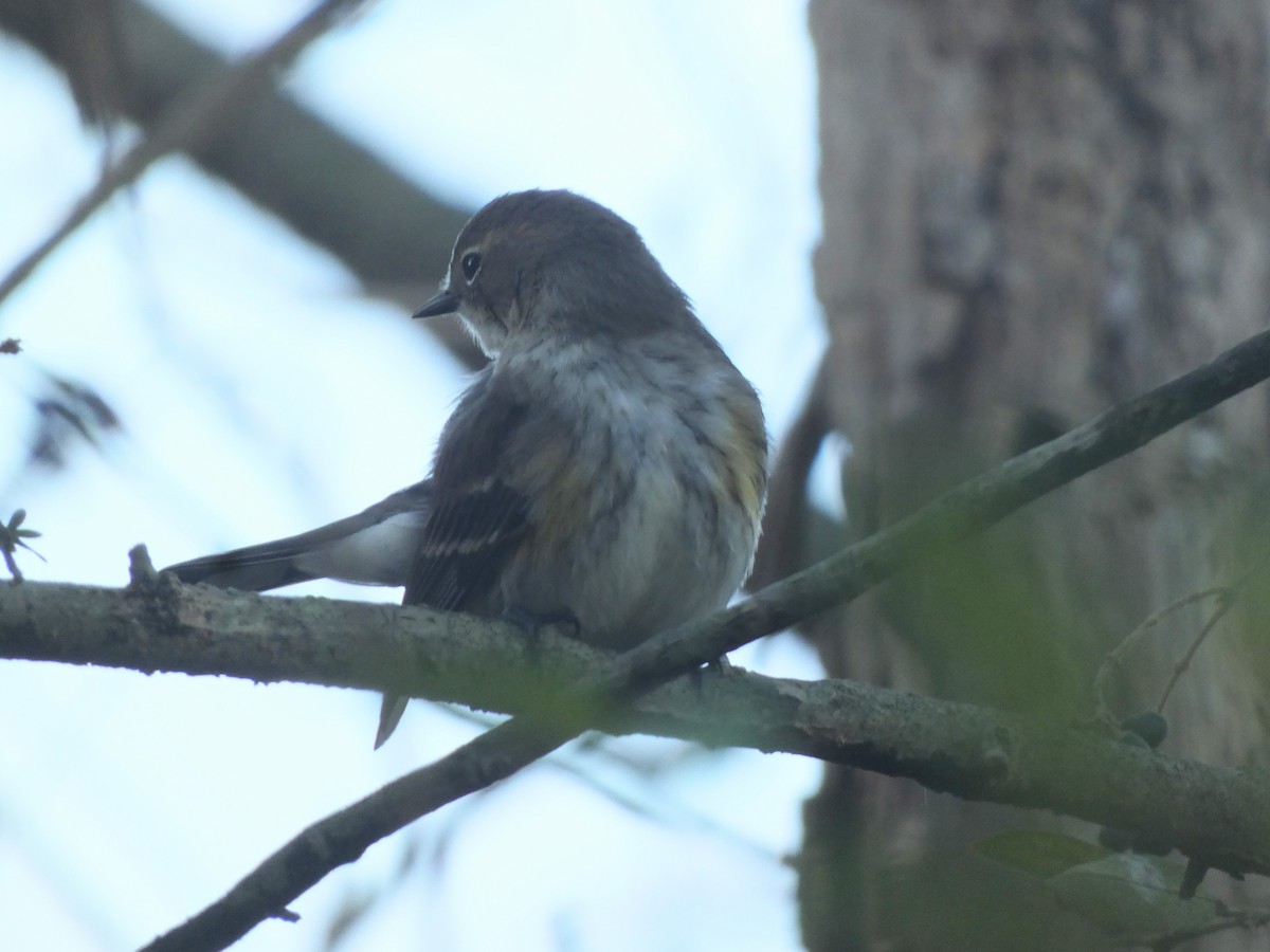 Yellow-rumped Warbler - ML644029679