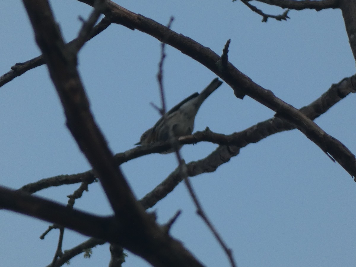 Yellow-rumped Warbler - ML644029683