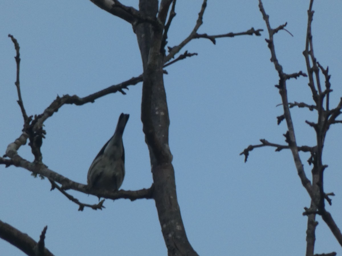 Yellow-rumped Warbler - ML644029684