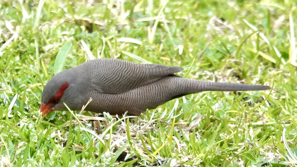 Common Waxbill - ML644029686