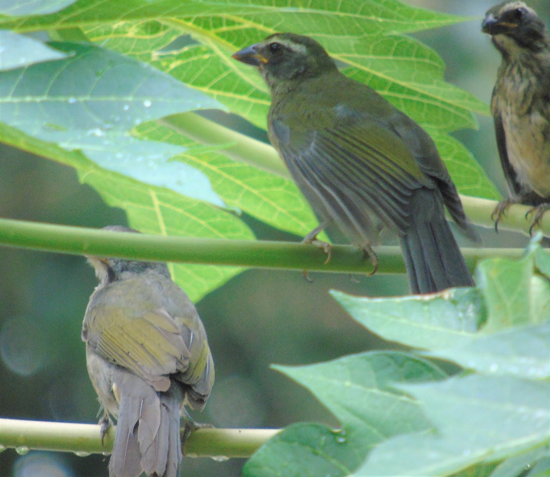 Green-winged Saltator - ML644029688