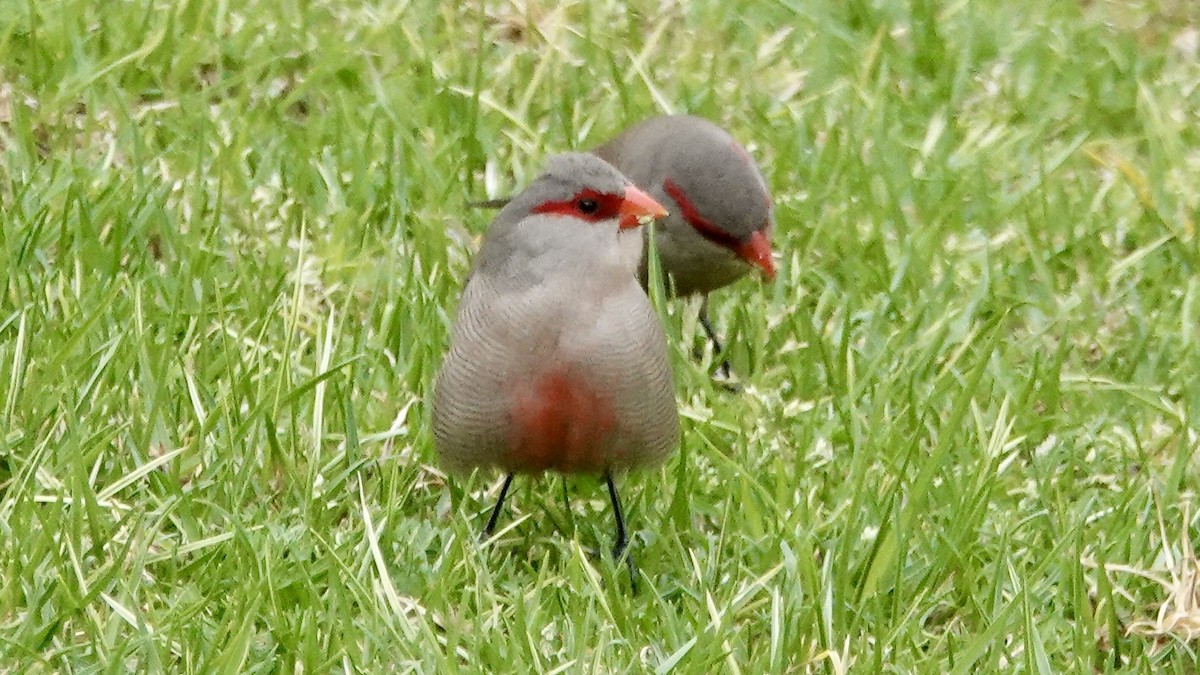 Common Waxbill - ML644029691