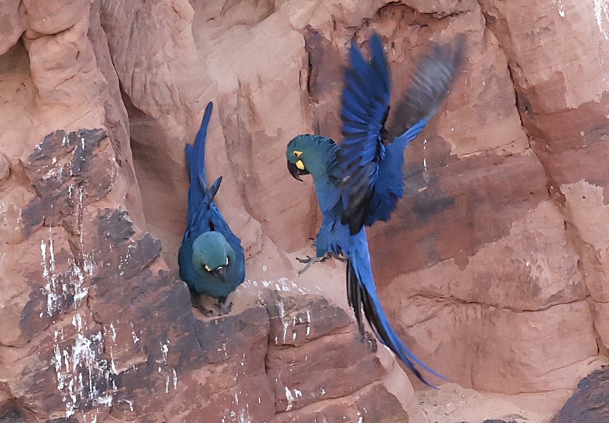 Indigo Macaw - ML644029722