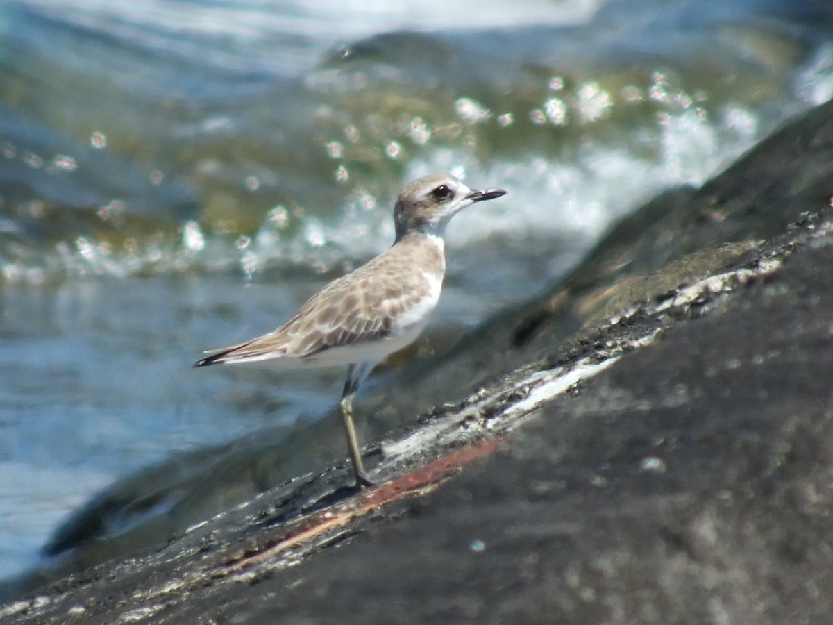 Greater Sand-Plover - ML644029728