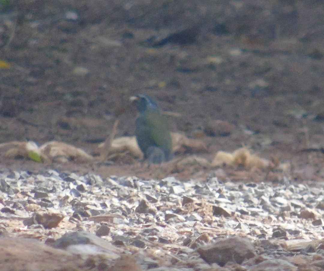 Green-winged Saltator - ML644029737