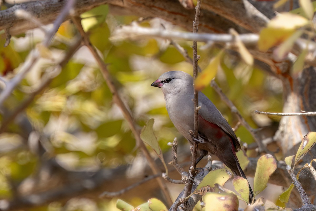 サントメアサギリチョウ - ML644029741