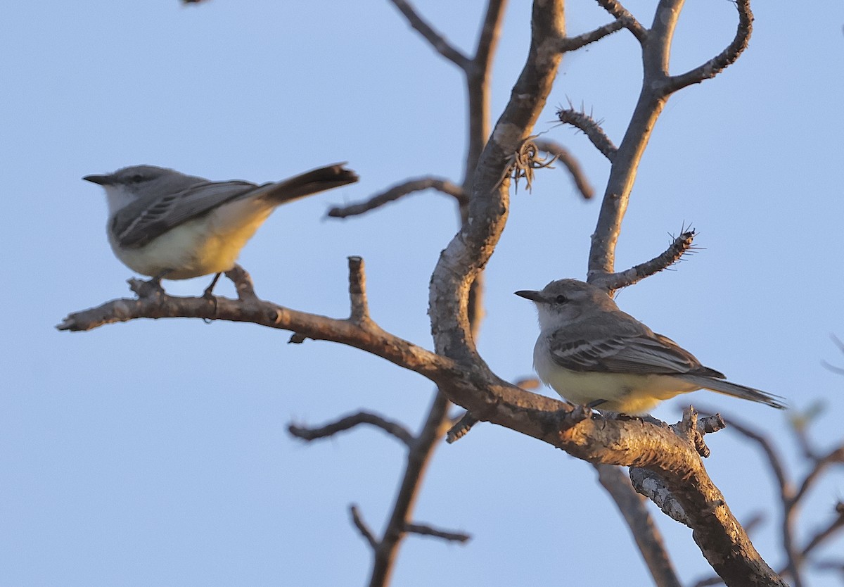 Suiriri Flycatcher - ML644029751