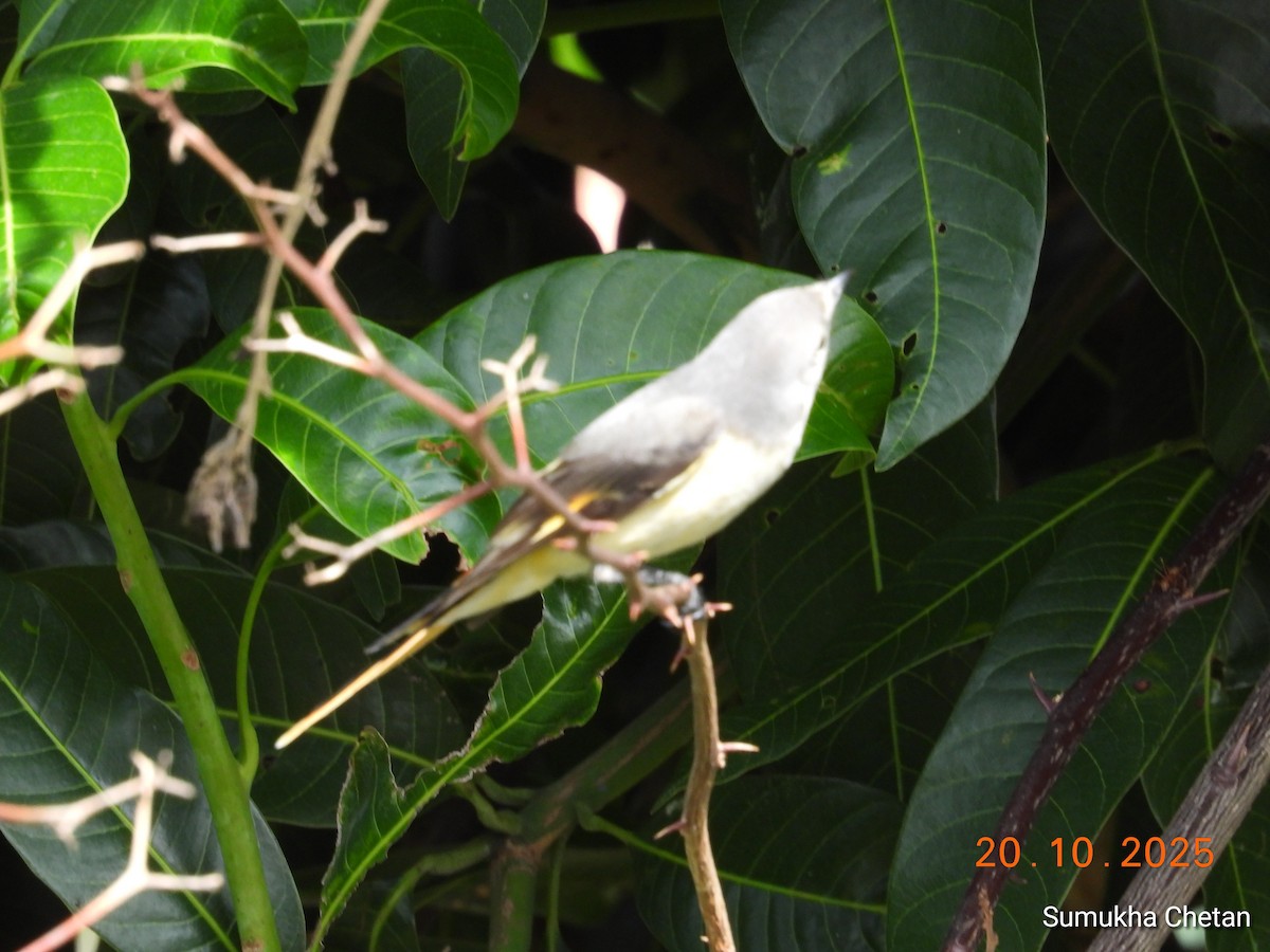 Small Minivet - ML644029752
