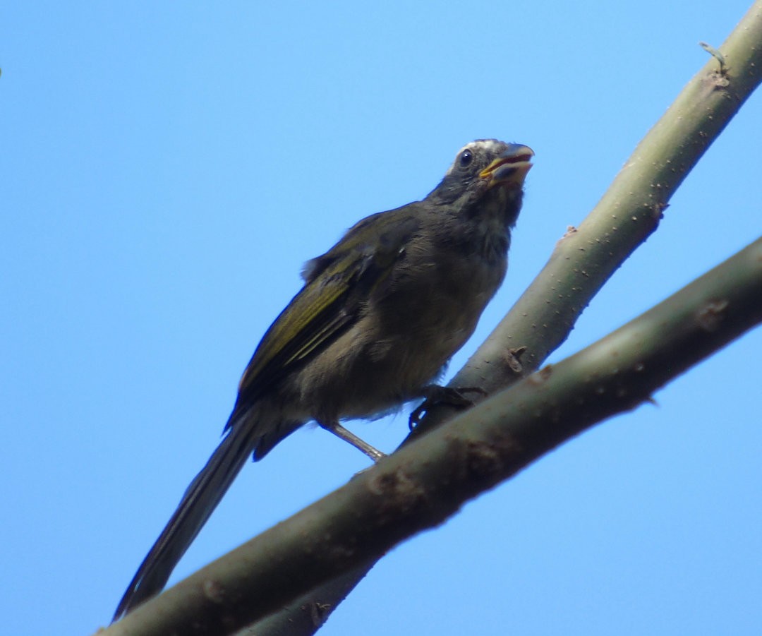 Green-winged Saltator - ML644029754