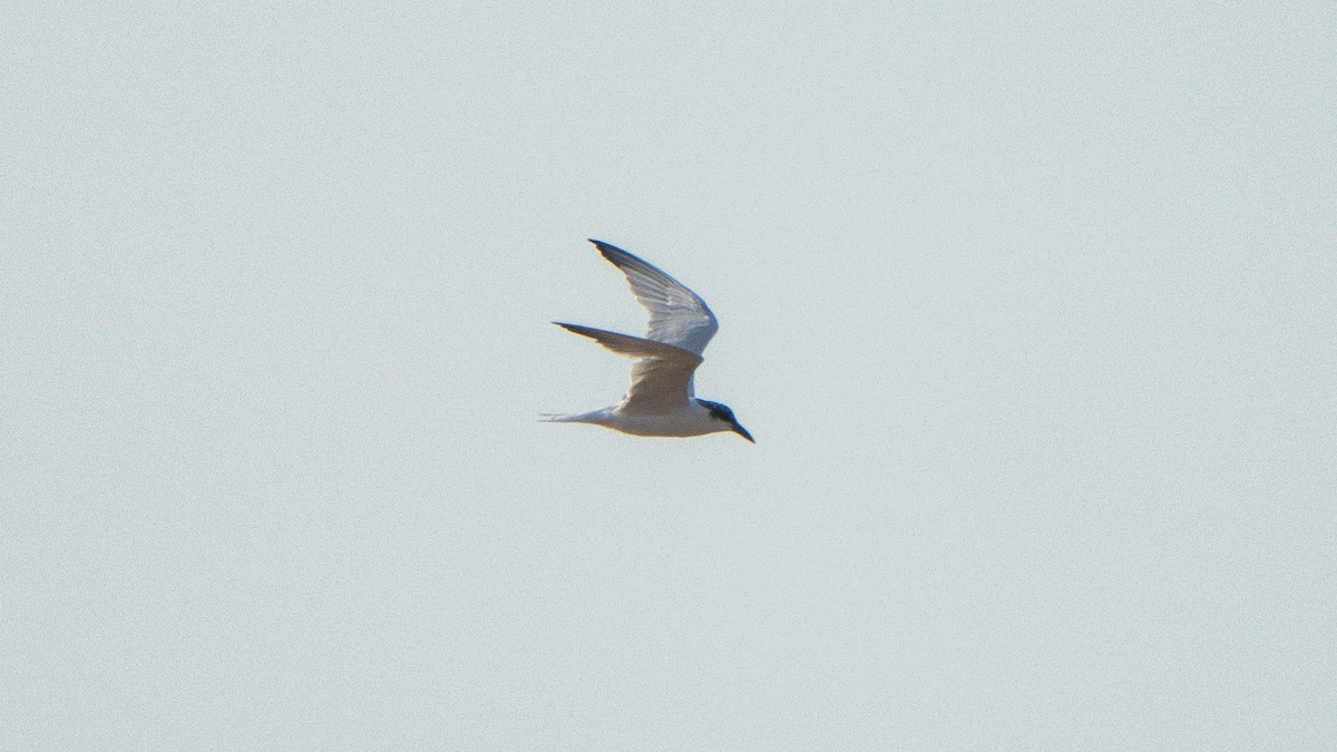Australian Tern - ML644029755