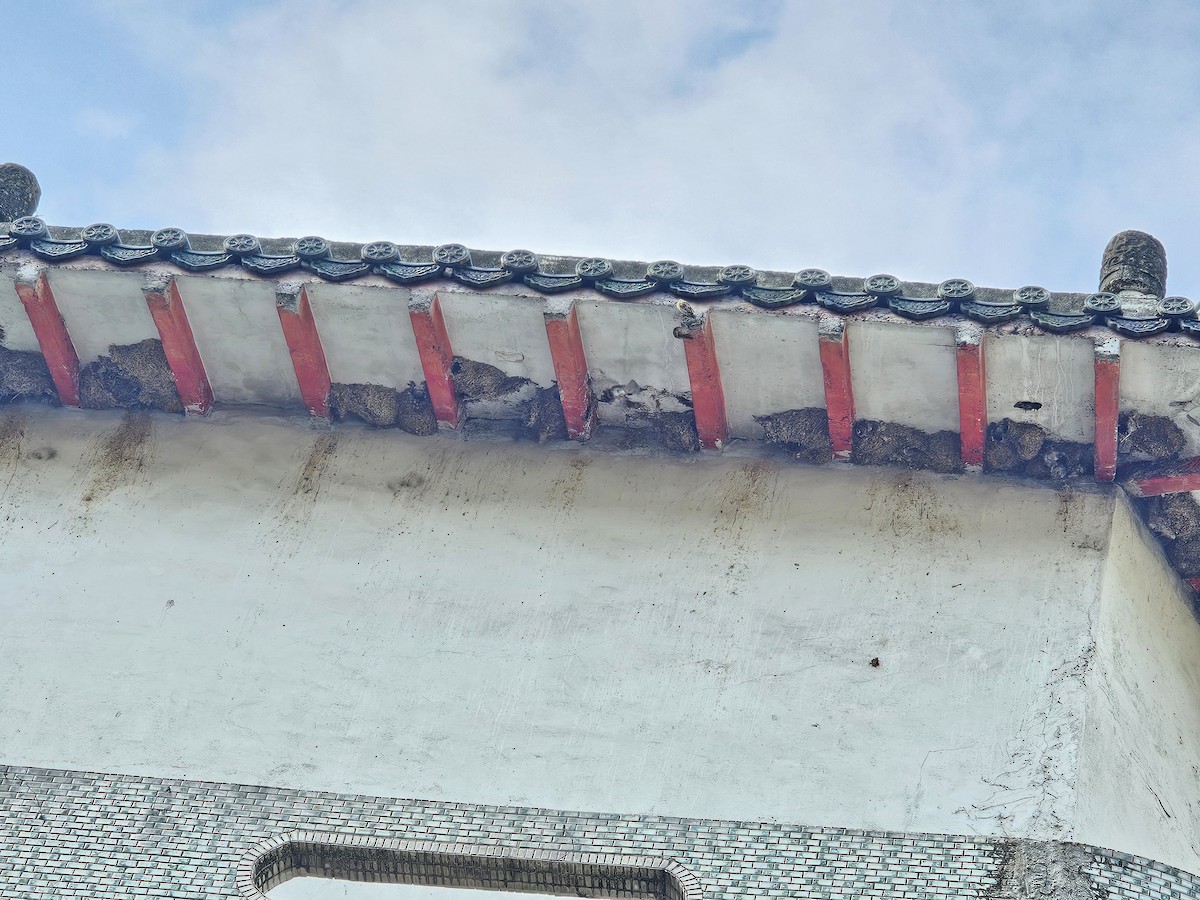 rorýs domácí - ML644029761