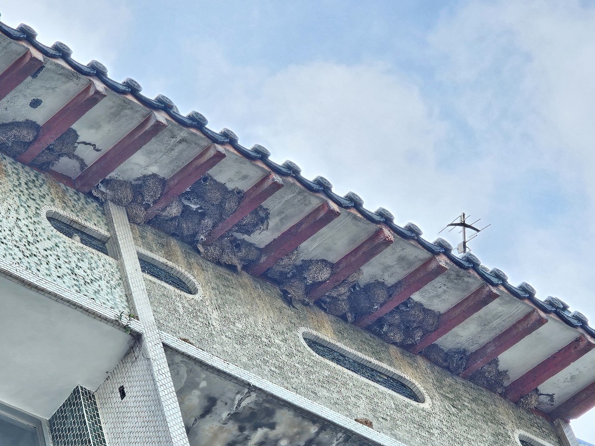 rorýs domácí - ML644029762