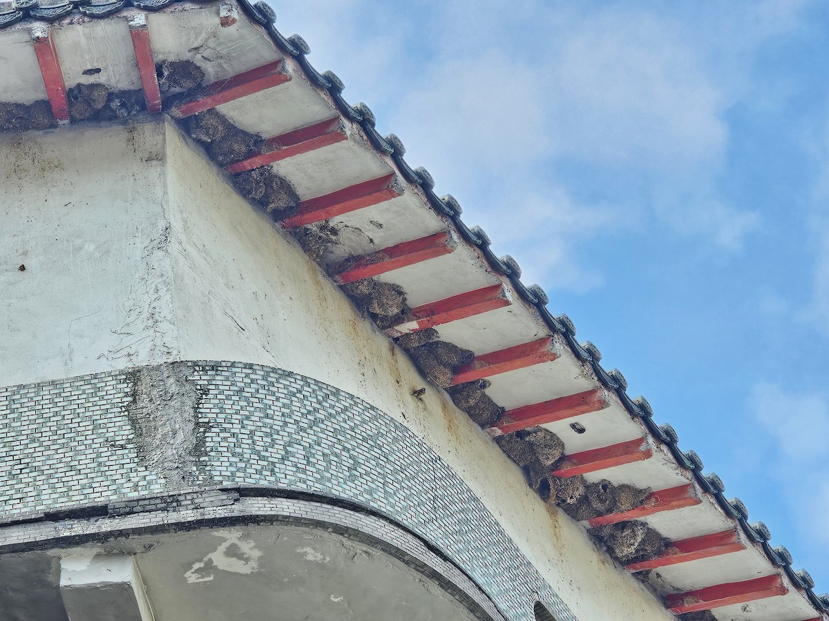 rorýs domácí - ML644029763