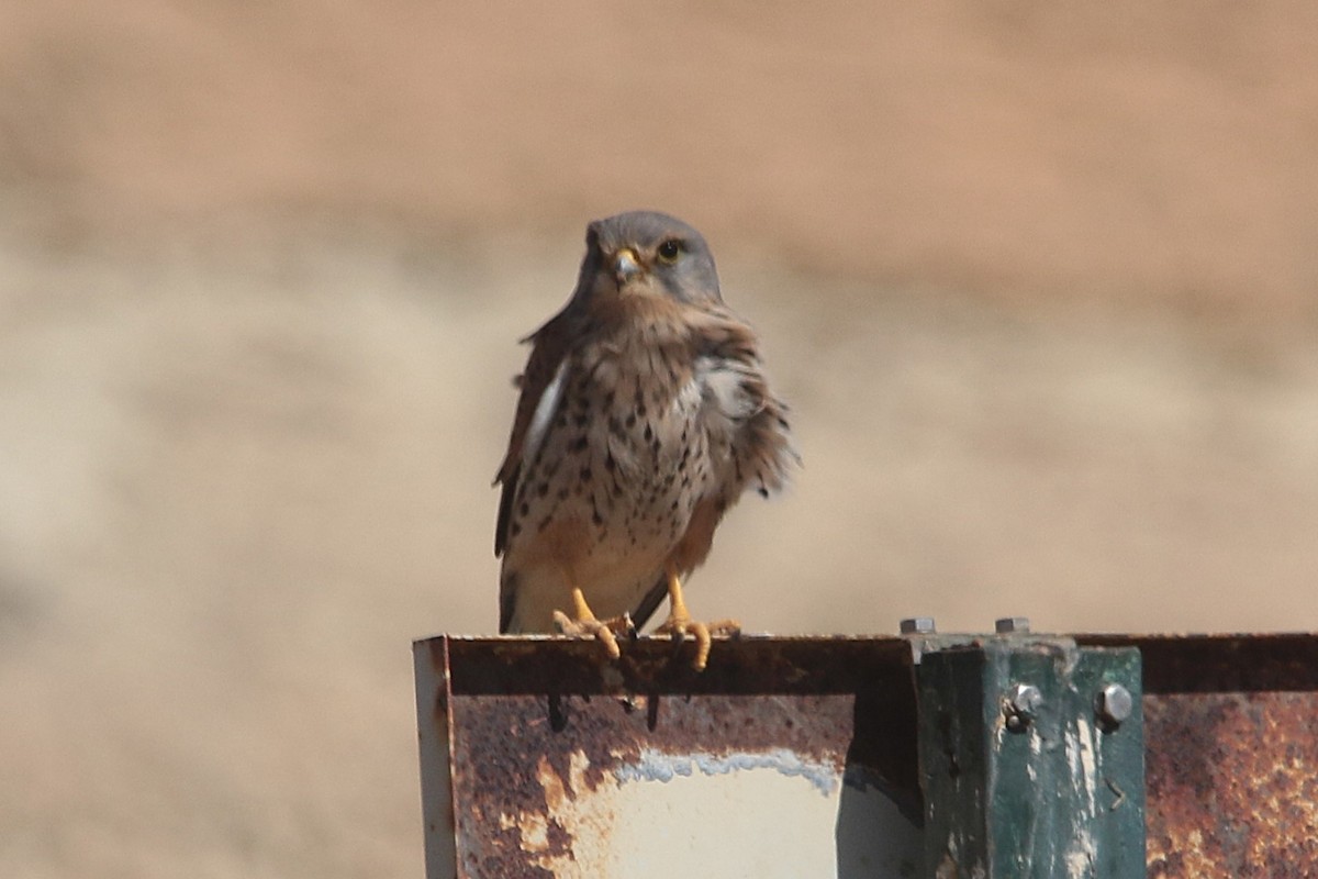Eurasian Kestrel - ML644029770