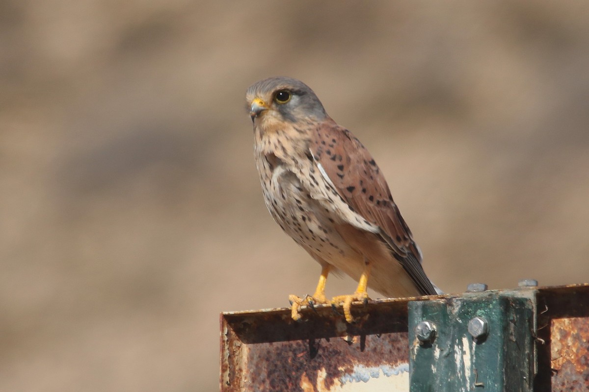 Eurasian Kestrel - ML644029771