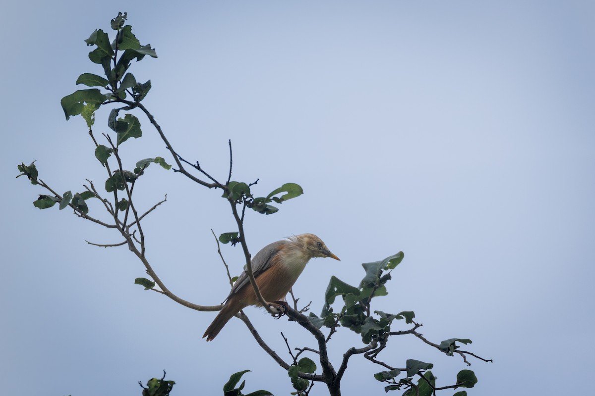 Malabar Starling - ML644029779