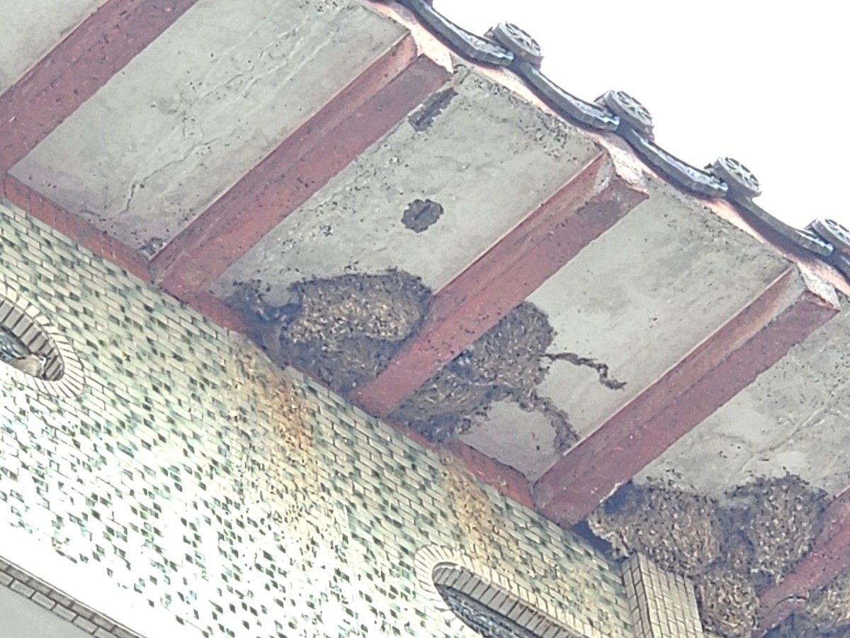 rorýs domácí - ML644029790