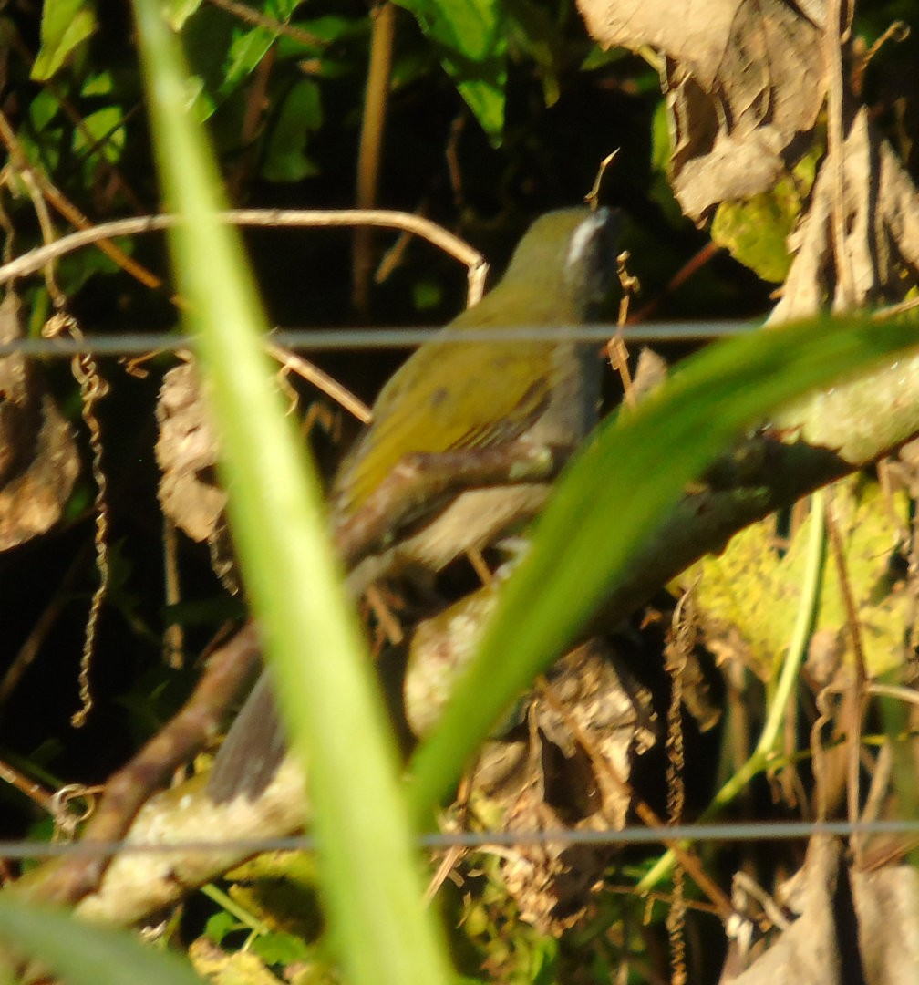 Green-winged Saltator - ML644029793
