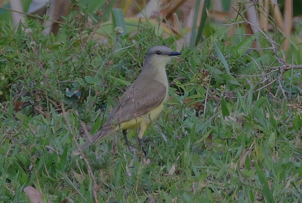 Cattle Tyrant - ML644029801